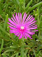 Delosperma Cooperi (fam Aizoacees) (Afrique du sud) (05) (Photo F. Mrugala)